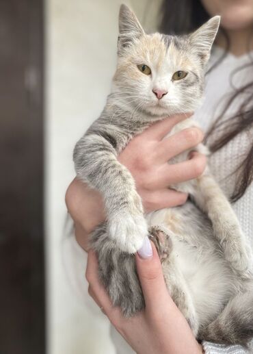 кошка маленкий: Мышык бекер берилет: Породасыз, 1 айлык, Ургаачы