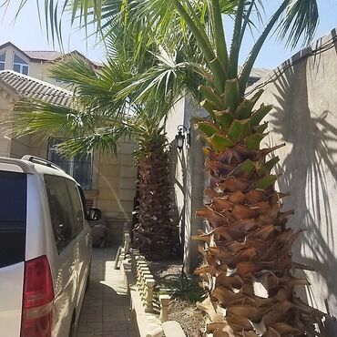 palma ağacı qiyməti: Satılır qiyməti razılaşma