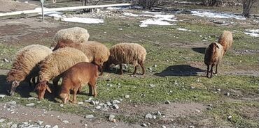 qala cinsi qoyun satilir: Dişi, Qala, il: 4, 60 kq, Damazlıq, Ünvandan götürmə