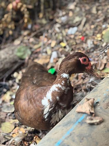 su donuzu: Musk ördək balaları (indo ducklings) - Cins: Musk (indo) ördək - — 5