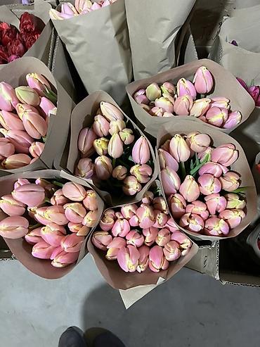 Букеты из живых цветов: Тюльпаны - Сорт: нежно-розовые тюльпаны с мягкой желтой каймой на — 22