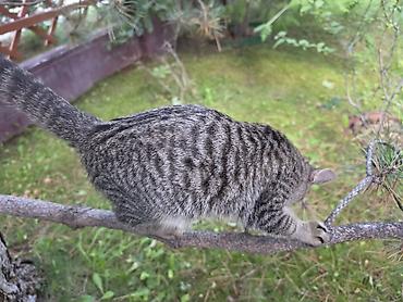 scotish fold: Кошка даром: Беспородная, Девочка — 6