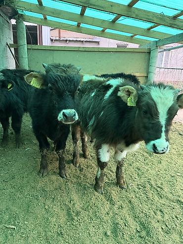 Коровы, быки: Продаю | Бык (самец) — 6