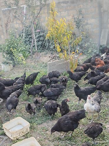 Toyuqlar: 🐔 Australorp Toyuqun cücələri satışda! Şəkildə qeyd olunmuş — 4