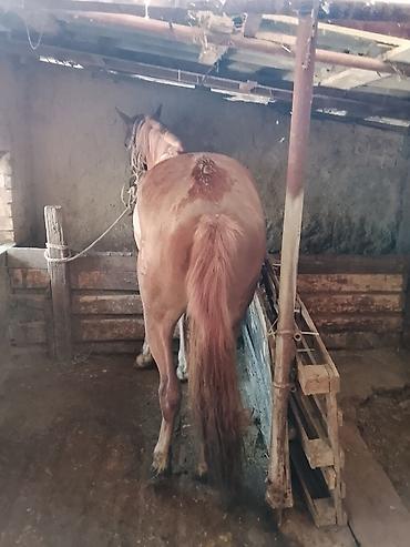 Лошади, кони: Продаю | Кобыла (самка) | На забой — 9