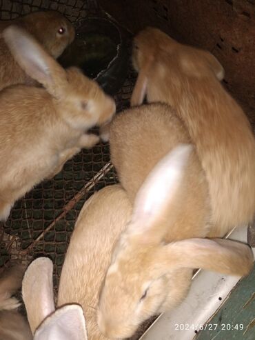Другие животные: Продаю девять крольчат четырех месячных микс цена договорная