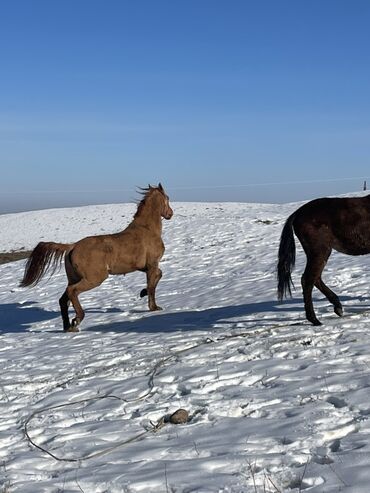 Лошади, кони: Продаю | Кобыла (самка) | Для разведения — 5