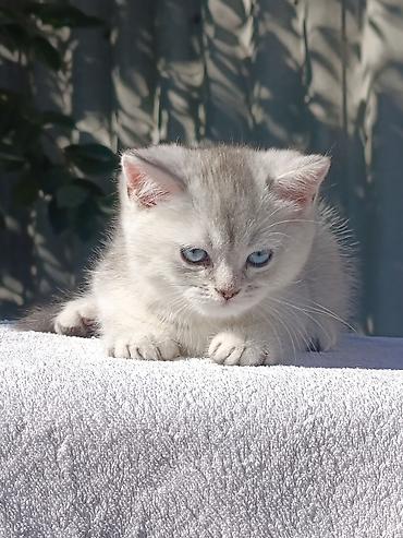 кошка шиншила: Скотиш Страйт (Шотландская прямоухая), 1 месяц, Мальчик, Золотая шиншилла, Приучена к лотку, Проглистована — 10