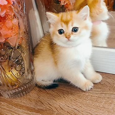 Pişiklər: Britan — 5