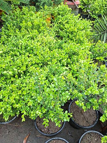 Ağaclar: Ağac, gullerin satişi — 5