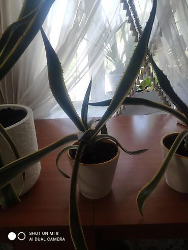 агава: Продаю комнатное растение агава цена — 4