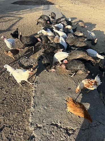 Индюки: Продаю | Индюшата | Для разведения — 7