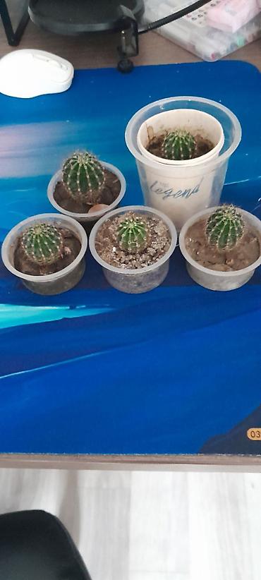 Кактусы: Набор небольших кактусов (больше 6 шт.) в индивидуальных пластиковых — 6