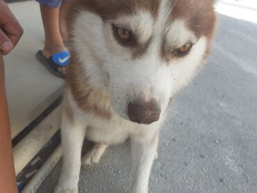 samoyed iti: Xaski, 9 ay, Erkek, Peyvəndli