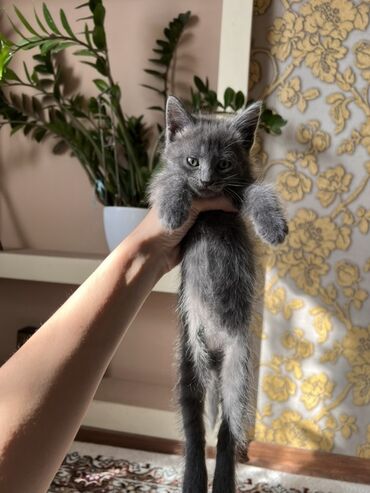 Продажа кошек: Отдаем котят в любящие ручки Один котенок вислоухий ( от матери