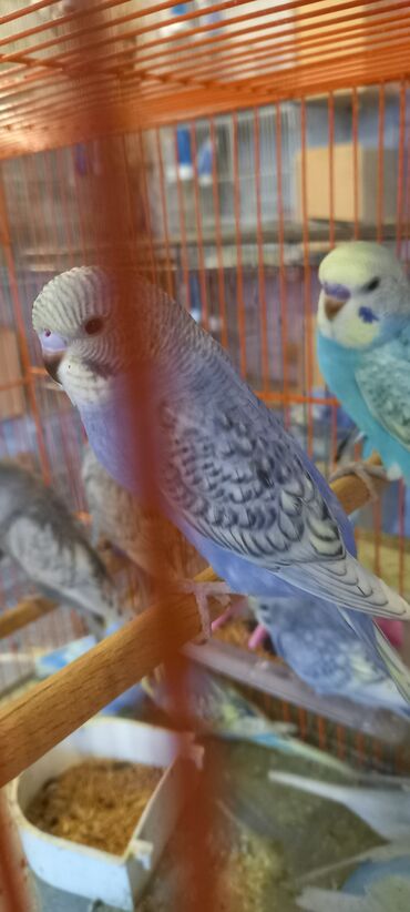 Tutuquşları: Her reng balalar var qiymetler muxtelifdir 12 manatdan baslayir 15 20 — 4