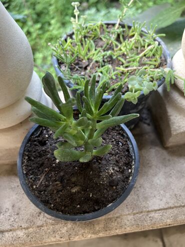 Xalçalar: Xalça -da lalafo.az — 13 Xalçalar: Xalça — 13