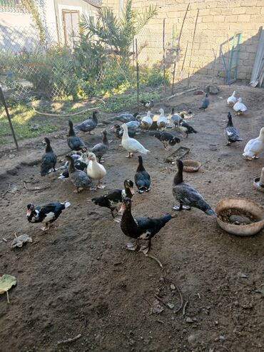ağ pişiklər: Самец, | Lal ordek, Для разведения, Самовывоз, Платная доставка