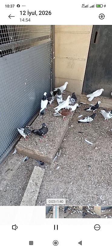 ördək balası və cücə: Biri 10-50₼ arası satılır. Kürdə razılaşmaq olar. Ev göyərçinləri — 3