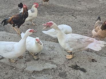 naxcivan heyvan elanlari: Muscovy ördəkləri (indoutka) – qarışıq rənglərdə sürü ( lal ve — 3