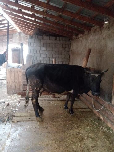 быков: Продаю | Корова (самка) | Полукровка | Для молока | Стельные