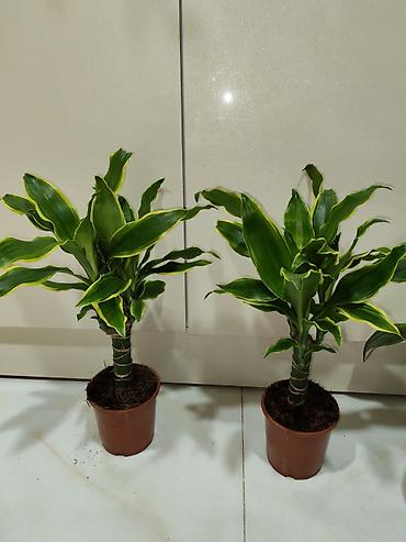 palm: Otaq bitkiləri – dekorativ saksı kolleksiyası Tərkib: - Dracaena — 1