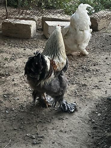 kuban toyuqlari: Toyuq, Brama, Damazlıq — 1