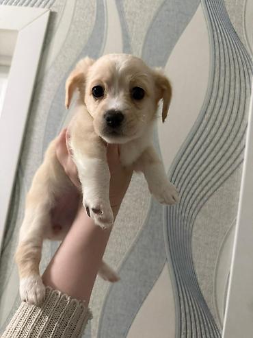 İtlər: Retriever, 2 ay — 13