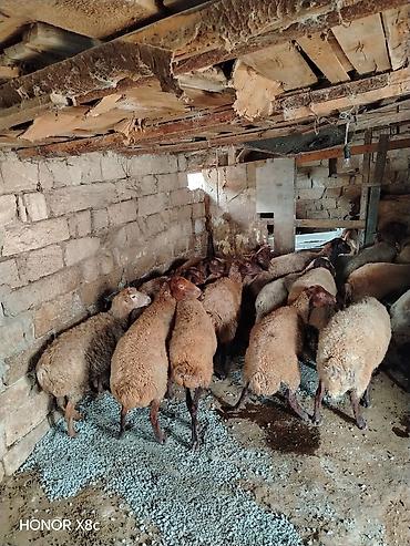 Qoyunlar, qoçlar: 27 baş qoyun satılır. - Say: 27 baş - Növ: yerli qarışıq ətlik/südlük — 11