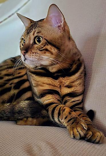 Pişiklər: Benqal, Erkək — 1