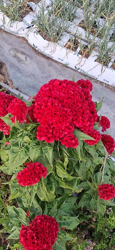 agadayi uzum sortu: Balaca qablardab satışda 1azn Məhsul: Qırmızı “Xoruz Tozu” – Celosia — 3