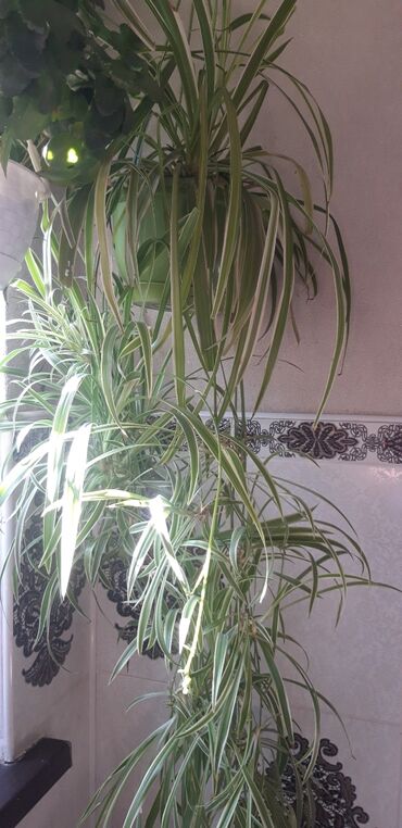 экзотические растения бишкек: Другие комнатные растения