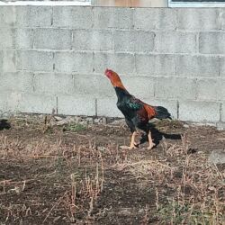 мопс щенок: Продаю | Петух | Бойцовая | Для разведения