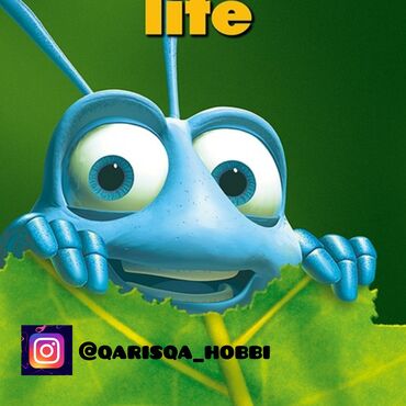 Digər heyvanlar: Maraqli heyvan saxlamaq isdiyenler size qarisqa tovsiye edirik maraqli — 8