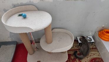 Yuvalar: Bir pisiye aid olan butun esyalar satilir yemek qabi qum qabi boyuk — 3