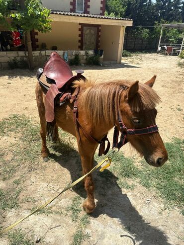 at şekilleri: Dişi poni satılır boğazdı