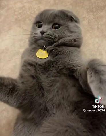 Pişiklər: Britan -da lalafo.az — 14 Pişiklər: Britan — 14