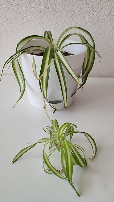 хлорофитум кудрявый: Хлорофитум с деткой в красивом стильном горшке 🌿 Неприхотливое — 5