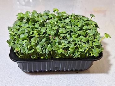 Микрозелень: Микрозелень и молодые травы в кассетах - Ассортимент: микрозелень — 22