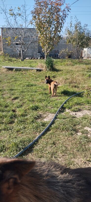 İtlər: Belçika çoban iti, 3 ay, Dişi, Pulsuz çatdırılma — 9