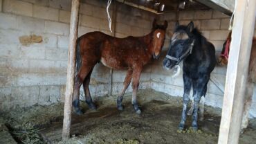 домик для кот: Сатам | Тай