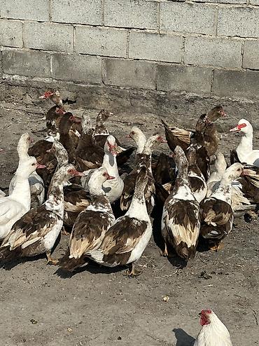 Птицы: Индоутки 24 головы 
2 самца и 22 самки — 3