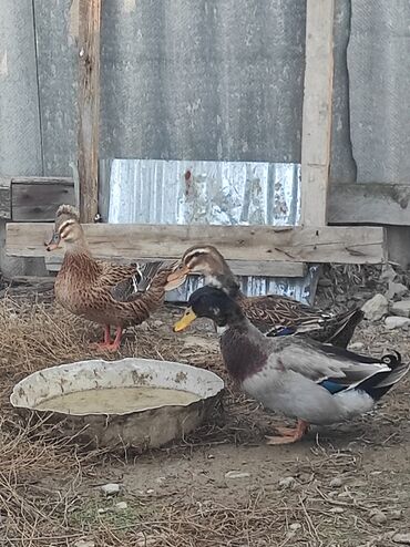 Ördəklər: Salam 1 yaşıl baş kəkilli, 1 sona kəkilli satilir cütü 40 azn 🤌🤌🤌🤌🤌 — 12