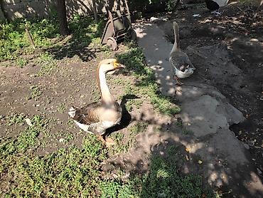 Другие с/х животные: Домашние гуси - Порода: линда+крупные серые (характерный «шишак» на — 4