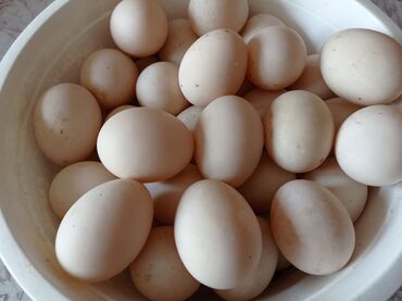 ördek yumurtasi: Dişi, | Lal ördək, Ətlik, Ünvandan götürmə