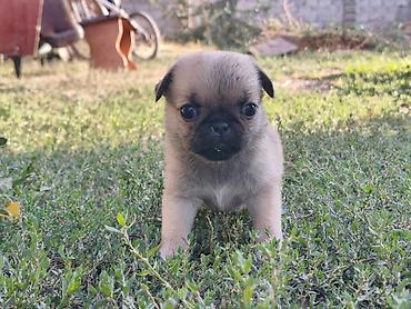 Продажа собак: Мопс, 1 месяц, Самка — 9