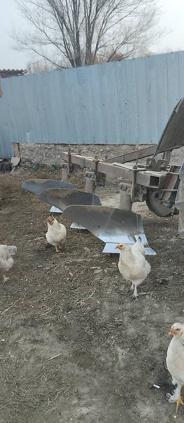 Тракторы МТЗ (Беларус): Модель: 82, Б/у, 1982 г., Трактор с другими агрегатами — 5