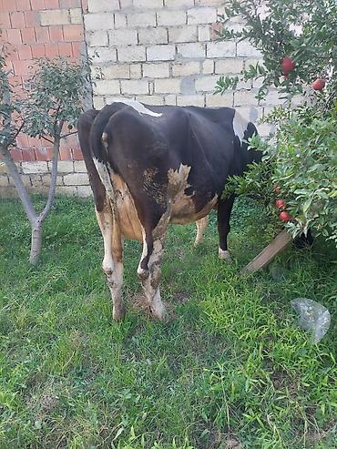 1: Dişi, Holsteyn, il: 3, Südlük, Ünvandan götürmə — 7