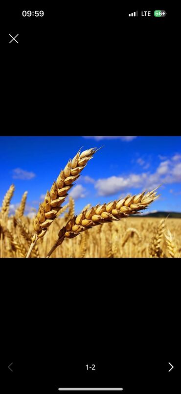 мал багам: Продаю пшеницу с поля сорт интенсивная 1 репродукция азимка10 гектар