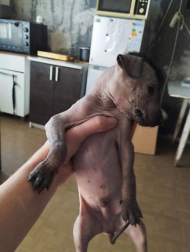 Продажа собак: 1 месяц, Самец — 5